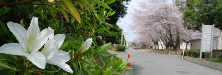 卒業後の進路