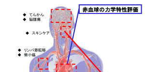 臨床生体医療工学