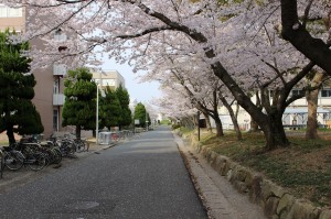 工学部構内の桜